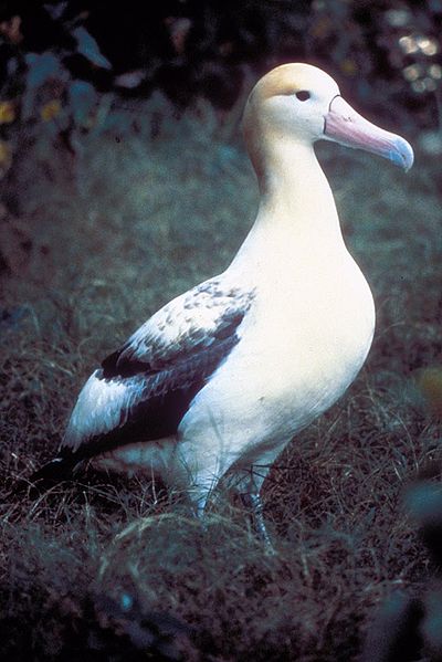 400px-Short tailed albatross